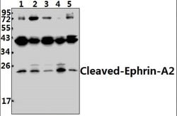 Invitrogen Ephrin A2 (Cleaved Asn188) Polyclonal Antibody 100 &mu;L; Unconjugated:Antibodies,