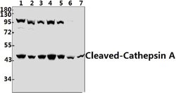 Invitrogen Cathepsin A (Cleaved Arg326) Polyclonal Antibody 100 &mu;L;