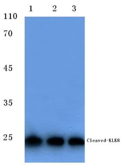 Invitrogen Kallikrein 8 Polyclonal Antibody 100 &mu;L; Unconjugated:Antibodies,