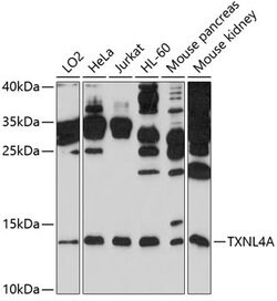 Invitrogen TXNL4A Polyclonal Antibody 100 &mu;L; Unconjugated:Antibodies,
