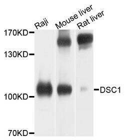 Invitrogen DSC1 Polyclonal Antibody 100 &mu;L; Unconjugated:Antibodies,
