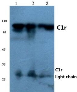 Invitrogen C1r Polyclonal Antibody 100 &mu;L; Unconjugated:Antibodies,