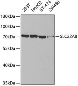 Invitrogen SLC22A8 Polyclonal Antibody 100 &mu;L; Unconjugated:Antibodies,
