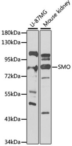 Invitrogen SMO Polyclonal Antibody 100 &mu;L; Unconjugated:Antibodies,