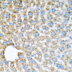 Invitrogen COX6A1 Polyclonal Antibody 100 &mu;L; Unconjugated:Antibodies,