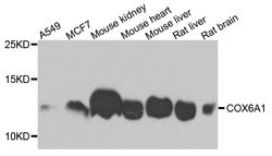 Invitrogen COX6A1 Polyclonal Antibody 100 &mu;L; Unconjugated:Antibodies,