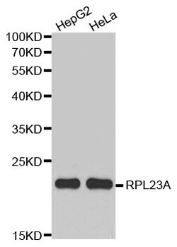 Invitrogen RPL23A Polyclonal Antibody 100 &mu;L; Unconjugated:Antibodies,