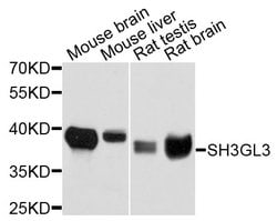 Invitrogen SH3GL3 Polyclonal Antibody 100 &mu;L; Unconjugated:Antibodies,