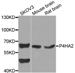 Invitrogen P4HA2 Polyclonal Antibody 100 &mu;L; Unconjugated:Antibodies,