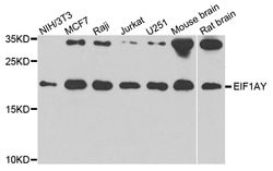 Invitrogen eIF1AY Polyclonal Antibody 100 &mu;L; Unconjugated:Antibodies,