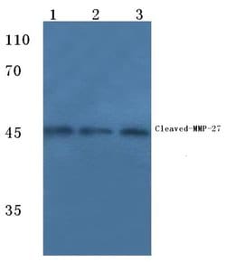 Invitrogen MMP27 Polyclonal Antibody 100 &mu;L; Unconjugated:Antibodies,