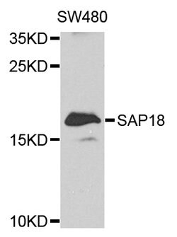 SAP18 Polyclonal Antibody:Antibodies, Polyclonal
