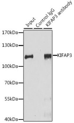 Invitrogen KAP3 Polyclonal Antibody 100 &mu;L; Unconjugated:Antibodies,