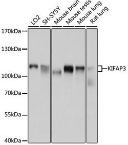 Invitrogen KAP3 Polyclonal Antibody 100 &mu;L; Unconjugated:Antibodies,