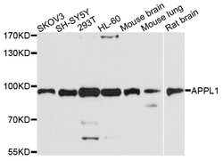 Invitrogen APPL1 Polyclonal Antibody 100 &mu;L; Unconjugated:Antibodies,