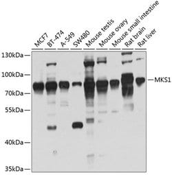 Invitrogen MKS1 Polyclonal Antibody 100 &mu;L; Unconjugated:Antibodies,