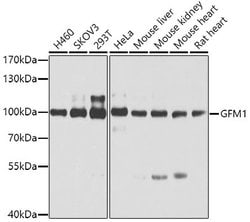 Invitrogen GFM1 Polyclonal Antibody 100 &mu;L; Unconjugated:Antibodies,