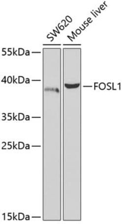 Invitrogen Fra1 Polyclonal Antibody 100 &mu;L; Unconjugated:Antibodies,