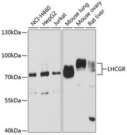 Invitrogen LHR Polyclonal Antibody 100 &mu;L; Unconjugated:Antibodies,