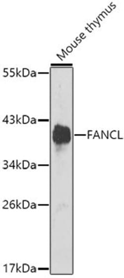 Invitrogen FANCL Polyclonal Antibody 100 &mu;L; Unconjugated:Antibodies,