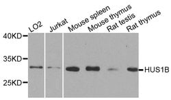 Invitrogen&trade;&nbsp;HUS1B Polyclonal Antibody