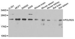 POLR2G Polyclonal Antibody:Antibodies, Polyclonal