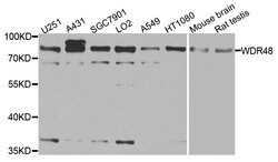 Invitrogen WDR48 Polyclonal Antibody 100 &mu;L; Unconjugated:Antibodies,