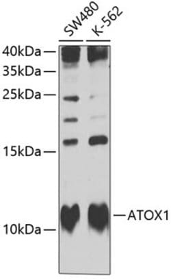 Invitrogen ATOX1 Polyclonal Antibody 100 &mu;L; Unconjugated:Antibodies,