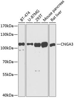 Invitrogen CNGA3 Polyclonal Antibody 100 &mu;L; Unconjugated:Antibodies,