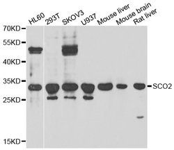 Invitrogen SCO2 Polyclonal Antibody 100 &mu;L; Unconjugated:Antibodies,
