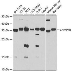 Invitrogen CHMP4B Polyclonal Antibody 100 &mu;L; Unconjugated:Antibodies,