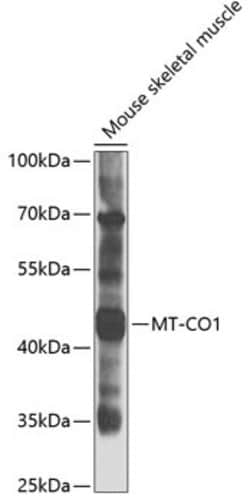 Invitrogen MTCO1 Polyclonal Antibody 100 &mu;L | Buy Online | Invitrogen&trade; | Fisher Scientific
