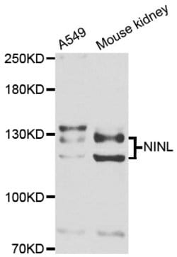 Invitrogen NINL Polyclonal Antibody 100 &mu;L; Unconjugated:Antibodies,