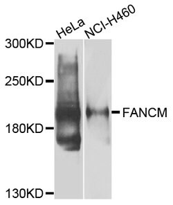 FANCM Polyclonal Antibody:Antibodies, Polyclonal