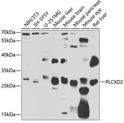 Invitrogen PLCXD2 Polyclonal Antibody 100 &mu;L; Unconjugated:Antibodies,