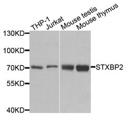 Invitrogen Unc18-2 Polyclonal Antibody 100 &mu;L; Unconjugated:Antibodies,