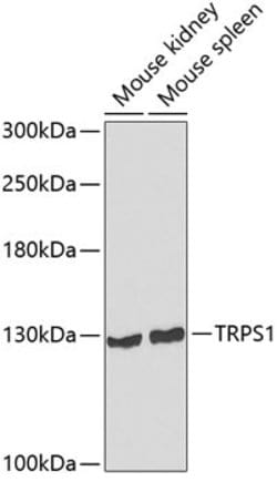TRPS1 Polyclonal Antibody:Antibodies, Polyclonal