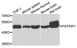 Invitrogen PSTPIP1 Polyclonal Antibody 100 &mu;L; Unconjugated:Antibodies,