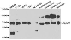 Invitrogen ACAD9 Polyclonal Antibody 100 &mu;L; Unconjugated:Antibodies,