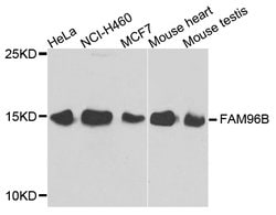 Invitrogen FAM96B Polyclonal Antibody 100 &mu;L; Unconjugated:Antibodies,