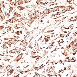 Invitrogen KLHL9 Polyclonal Antibody 100 &mu;L; Unconjugated:Antibodies,