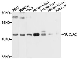 Invitrogen SUCLA2 Polyclonal Antibody 100 &mu;L; Unconjugated:Antibodies,