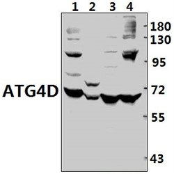 Invitrogen ATG4D Polyclonal Antibody 100 &mu;L | Buy Online | Invitrogen&trade; | Fisher Scientific