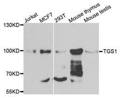 Invitrogen PIMT Polyclonal Antibody 100 &mu;L; Unconjugated:Antibodies,