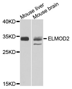 Invitrogen ELMOD2 Polyclonal Antibody 100 &mu;L; Unconjugated:Antibodies,