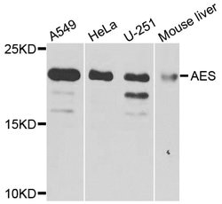 Invitrogen AES Polyclonal Antibody 100 &mu;L; Unconjugated:Antibodies,