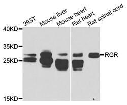 Invitrogen RGR Polyclonal Antibody 100 &mu;L; Unconjugated:Antibodies,