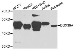 DDX39 Polyclonal Antibody:Antibodies, Polyclonal