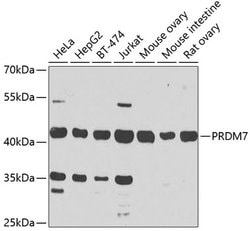 Invitrogen PRDM7 Polyclonal Antibody 100 &mu;L; Unconjugated:Antibodies,
