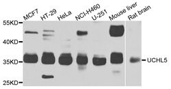 Invitrogen UCH37 Polyclonal Antibody 100 &mu;L; Unconjugated:Antibodies,